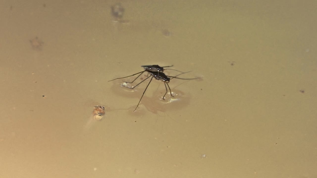Two Gerridae, also known as Water Striders, sitting on top of the water with another insect under the water next to them. In Tambopata, Madre de Dios Region, Peru.