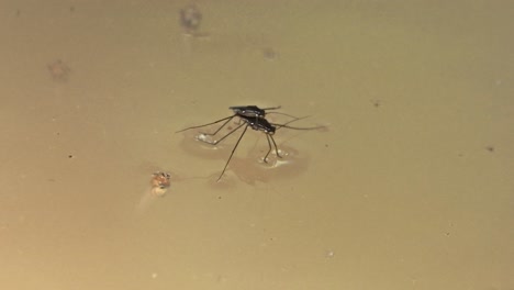 two gerridae, also known as water striders, sitting on top of the water with another insect under the water next to them. in tambopata, madre de dios region, peru.