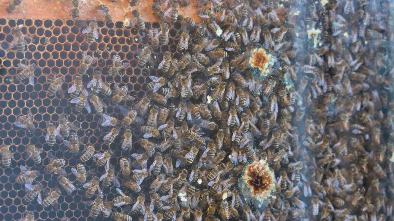 벌집 에서 일 하는 수백 명 의 바쁜 벌 들