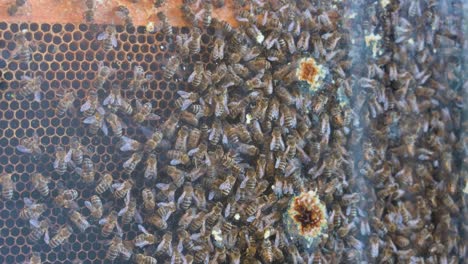 hundreds of busy honey bees in a beehive working