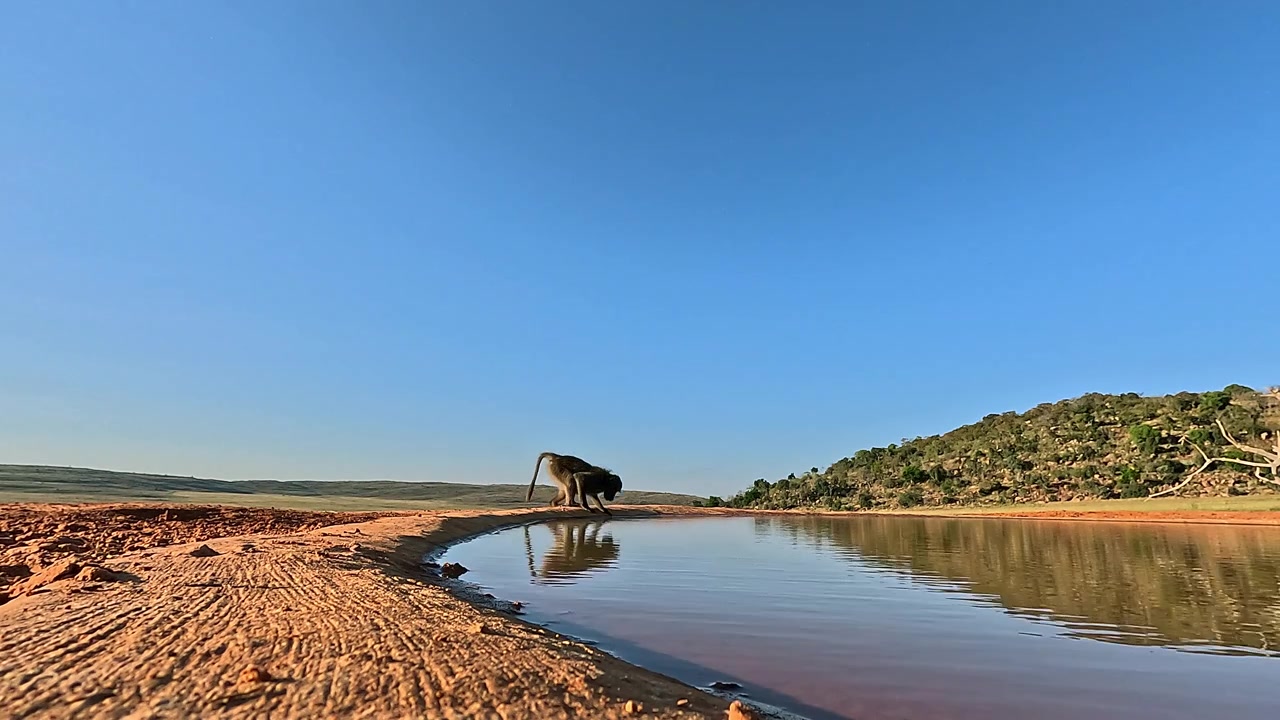 Babuíno-chacma alerta bebe água em um bebedouro em uma reserva natural. Ponto de vista baixo.
