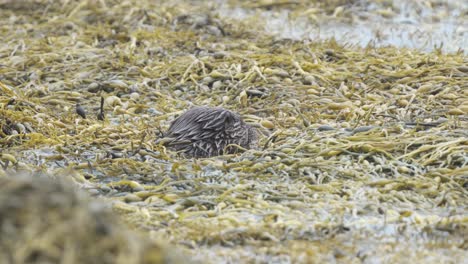 close up on an single otter eating in amongst the seaweed and plant debris