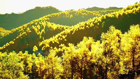 Beautiful-orange-and-red-autumn-forest