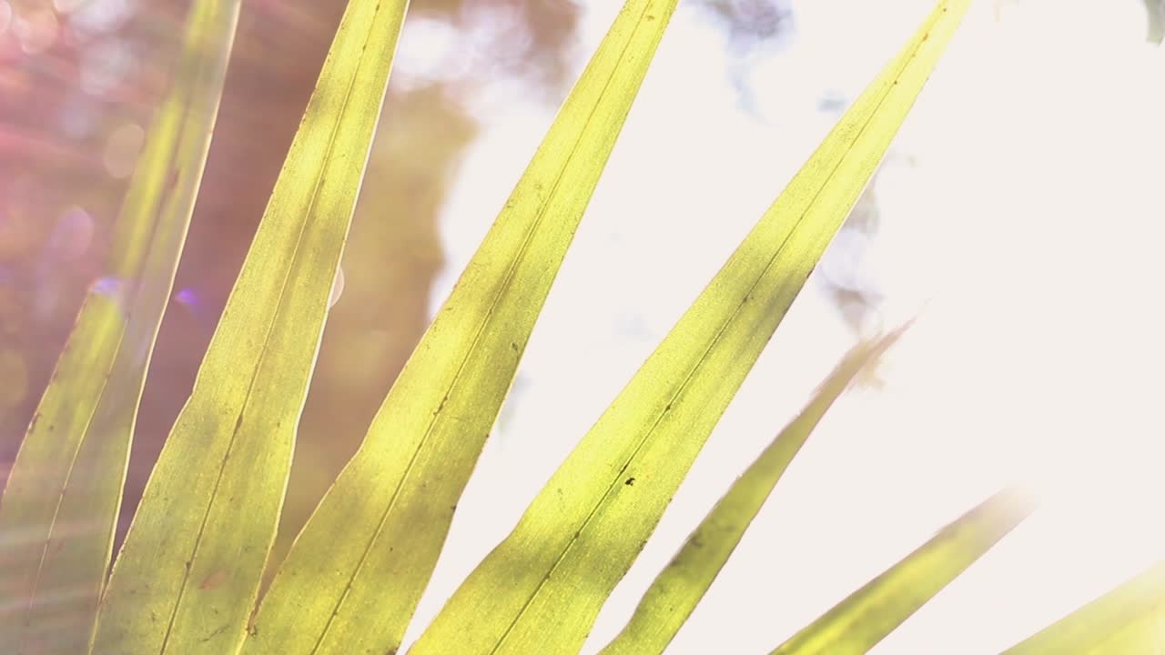 빛 - 나무를 통한 렌즈 플레어 - 나뭇잎