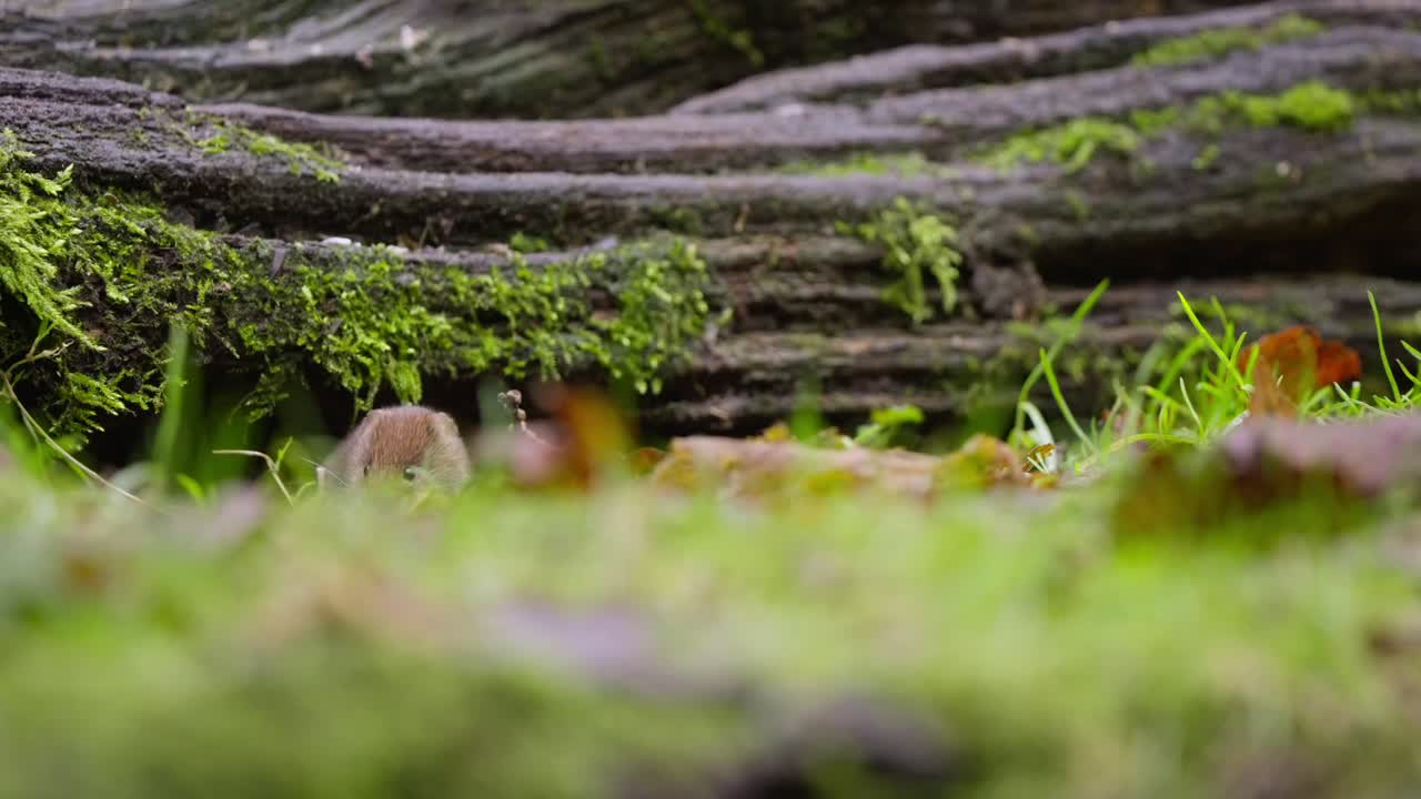 Bank vole pauses between green moss mounds in forest during soft light slow motion