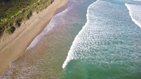 Reversing-and-rising-drone-footage-of-waves-with-dog-running-along-beach,-Venus-Bay,-Victoria,-Australia