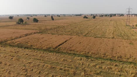 All-the-crops-ruined-by-the-hail-storm