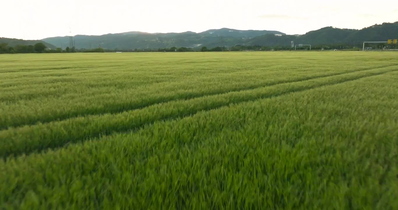 Movimento dinâmico em ângulo baixo através de um campo agrícola verde exuberante durante a luz dourada do entardecer, capturando o crescimento, a agricultura e a atmosfera natural do campo.
