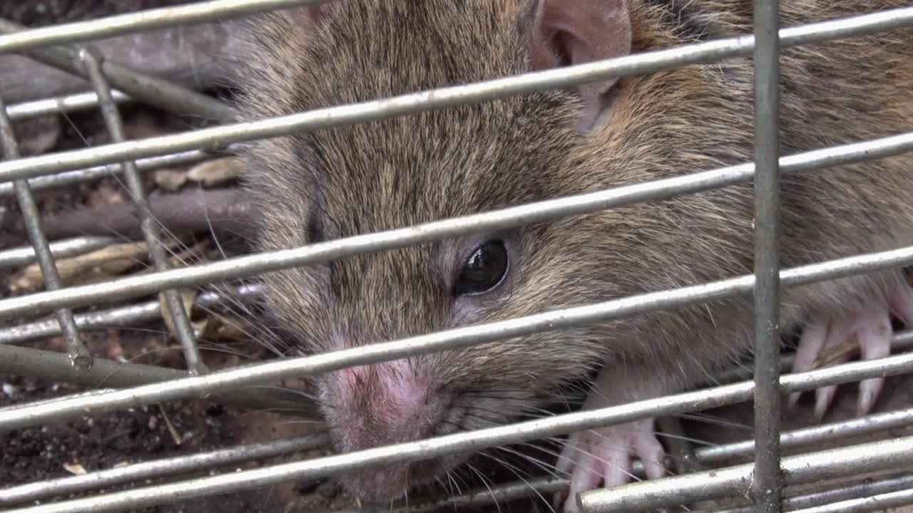 Closeup of a Brown or Norwegian Rat, Rattus norvegicus, caught in a live trap. UK