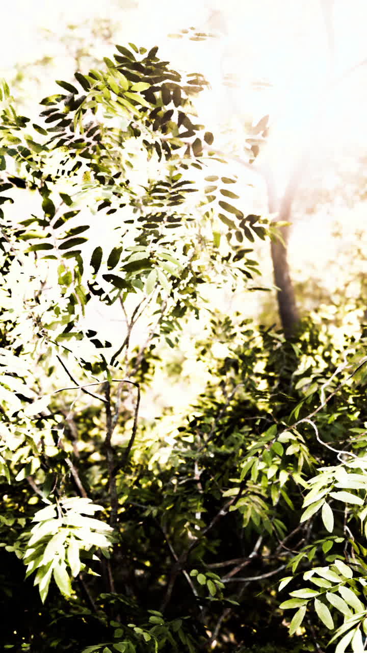 Sunlight filtering through lush green foliage