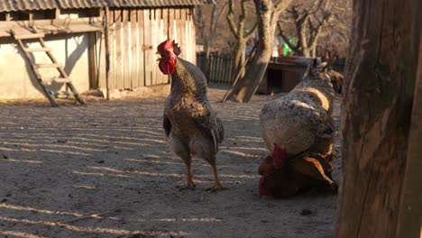 gallo copulando una gallina roja