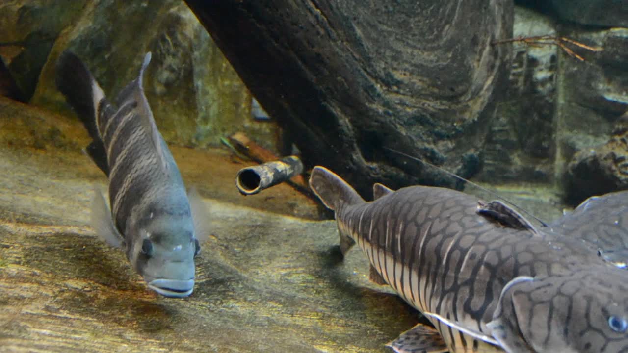 Aquário com peixes