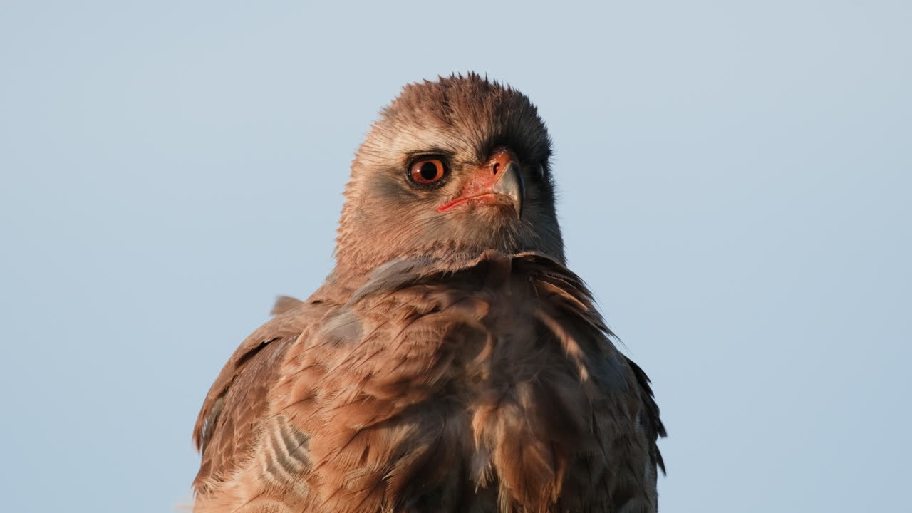 бдительный африканский коричневый орел на синем ясном небе