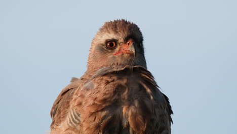 Un-Vigilante-águila-Marrón-Africana-Contra-El-Cielo-Azul-Claro