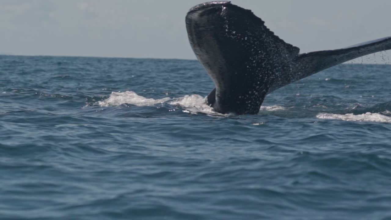 A stunning view of a humpback whale as it lifts its massive tail fluke and gracefully dives beneath the surface off the coast of Uvita, Costa Rica