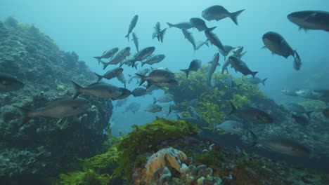 School-of-fish-swimming-in-blue-water-Australia