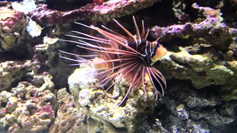 Several-different-lion-fish-swimming-underwater