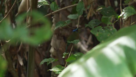pájaro verde con marcas negras y azules en la rama