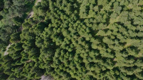 aerial flyover shot of golija mountain in the dinaric mountain range of southwestern serbia