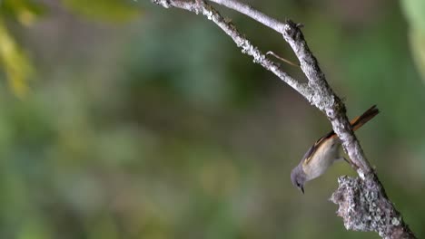 una pequeña ave minivet hembra está dando comida a sus dos polluelos en el nido