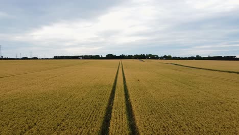 a slow shot flying over tread tracks in a wheat field