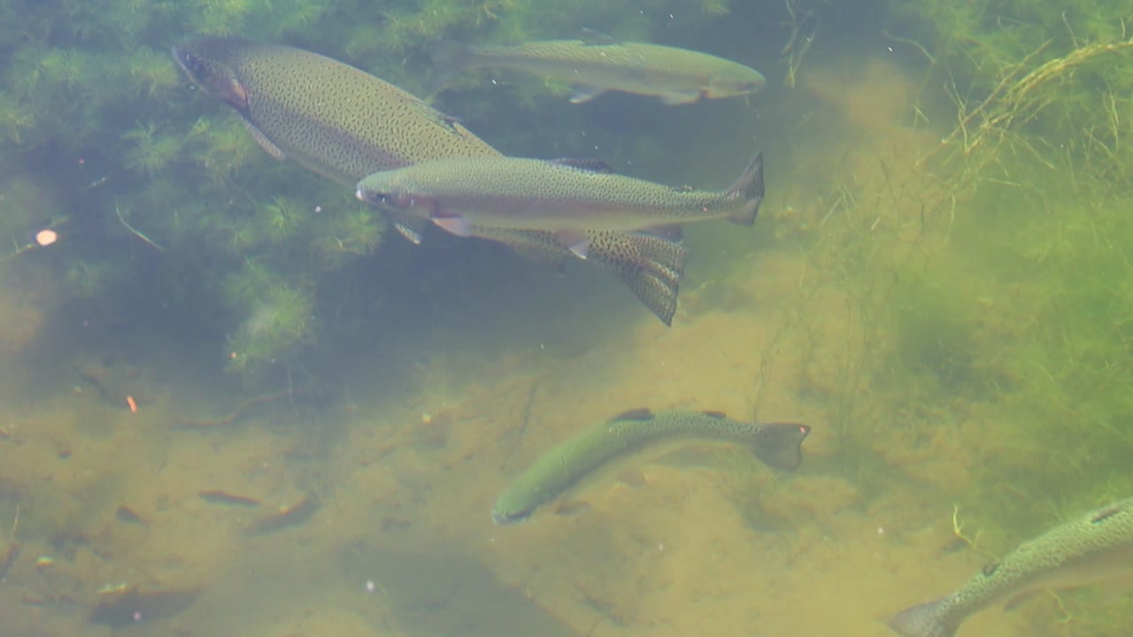 Angled view follows several trout gliding through a shallow, weed-lined run. Sunlit reflections ripple across the surface as the fish weave between patches of aquatic vegetation