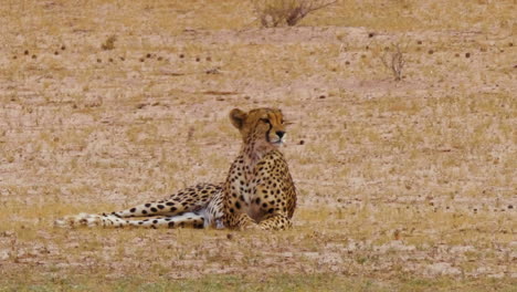 El-Guepardo-Busca-Presas-Y-Se-Lame-La-Boca-En-Un-Calor-Sofocante-En-Sudáfrica