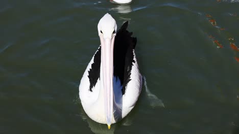 pelican and seagull swimming in water