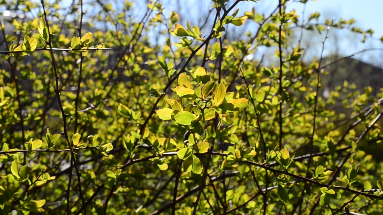 Scatto ad aprile. Foglie in primavera