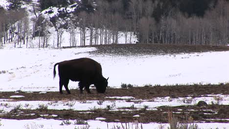 Vor-Einem-Schneebedeckten-Hintergrund-Weidet-Ein-Bison-Auf-Einem-Kahlen-Fleck-Präriegras