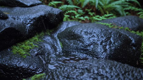 wet rocks and moss in a forest