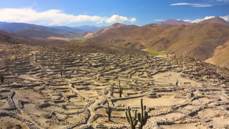 aerial - cactus trees on top of a hill in dry terrain mountains and hills, forward