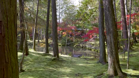 beautiful japanese landscape garden with small pond in fall