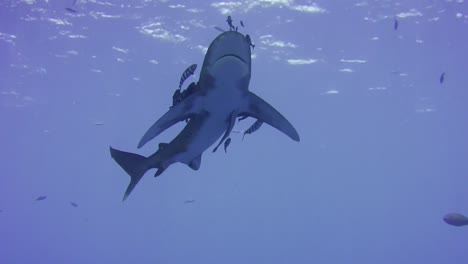 Tiburón-Oceánico-De-Punta-Blanca-Nadando-Debajo-De-Un-Barco-En-Aguas-Azules-Egipto