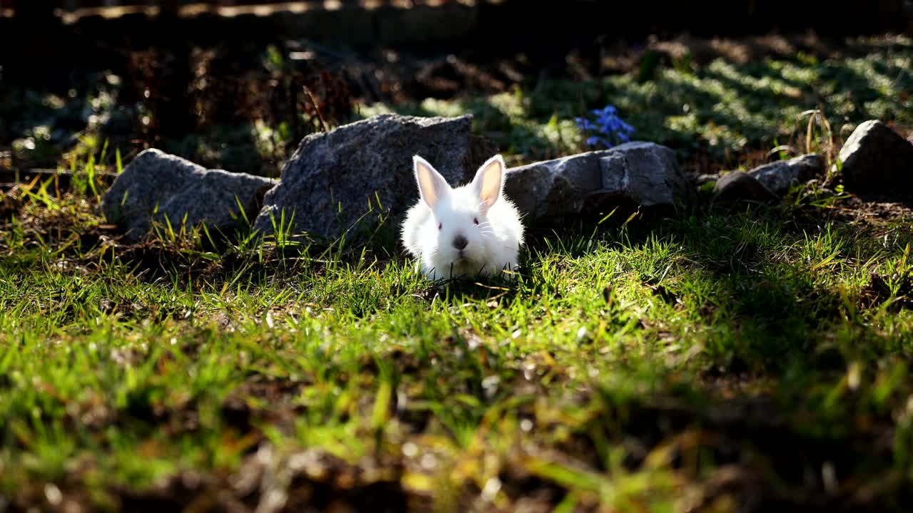 Easter white bunny on the grass