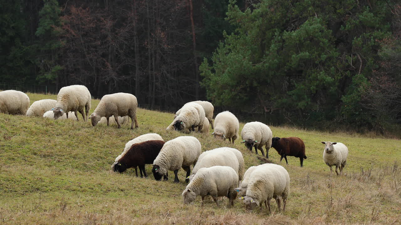 Un gregge di pecore che pascola su una collina in un pomeriggio autunnale