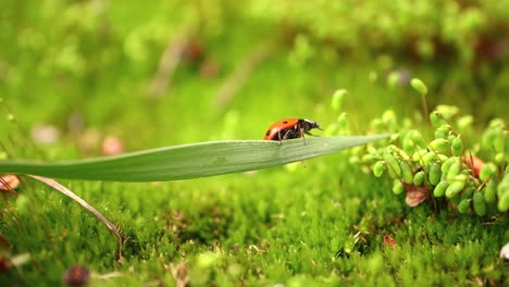 close-up wildlife of a ladybug in the green grass in the forest