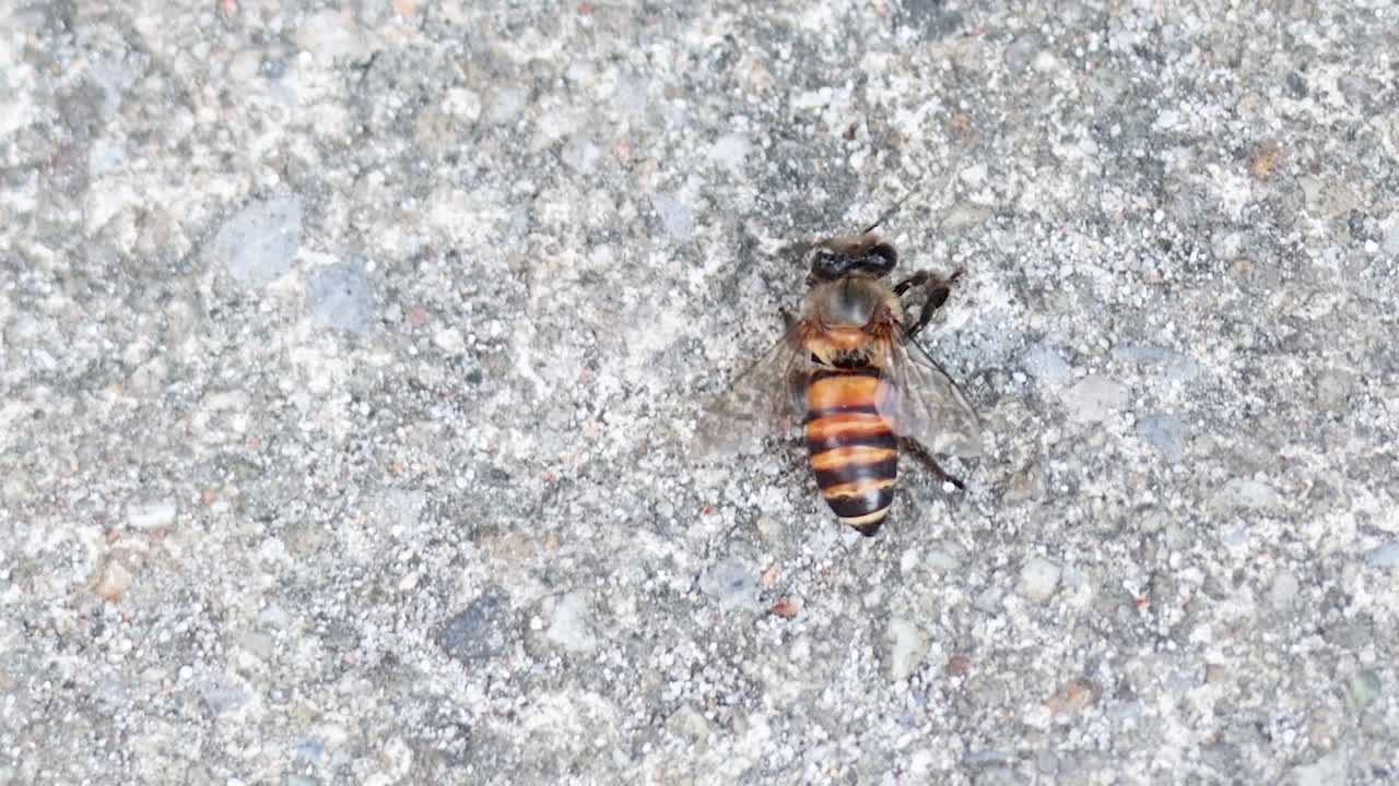 A solitary bee moves across a rough, textured concrete surface, showcasing its detailed stripes and wings.