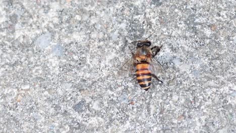 a solitary bee moves across a rough, textured concrete surface, showcasing its detailed stripes and wings.