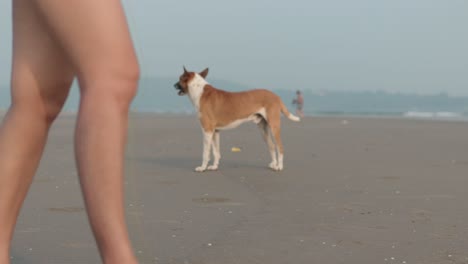 Static-medium-shot-of-a-Jack-Russell-rescue-dog-on-the-beach-of-india-while-a-young-woman-walks-through-the-picture-overlooking-the-calm-waves-on-summer-vacation