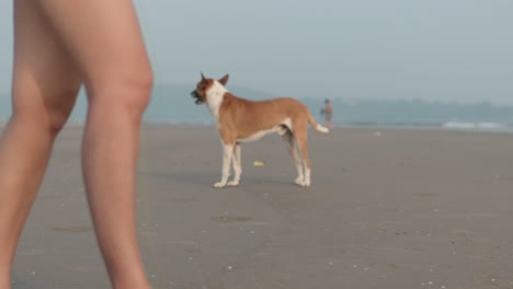 static medium shot of a jack russell rescue dog on the beach of india while a young woman walks through the picture overlooking the calm waves on summer vacation