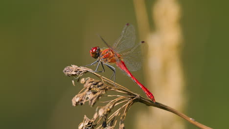 Die-Scharlachrote-Libelle-(Crocothemis-Erythraea)-Ist-Eine-Libellenart-Aus-Der-Familie-Der-Libellulidae.-Zu-Seinen-Gebräuchlichen-Namen-Gehören-Der-Breite-Scharlachrote-Und-Der-Gemeine-Scharlachrote-Schlangenhalsvogel.