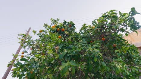 árbol de naranja en flor con frutas y flores