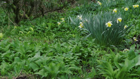 Eine-Frühlingsszene-Mit-Gelben-Narzissen,-Die-Aus-Einer-Grünen-Landschaft-Wachsen