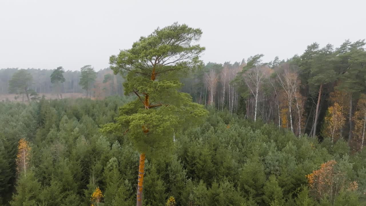 A large pine tree grows in the middle of small, young coniferous trees, in a background of tall trees forest