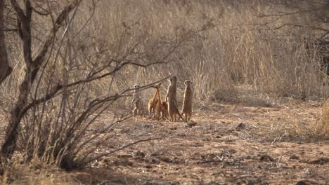 A-mob-of-meerkats-with-pups-looking-at-the-camera-and-running-away-in-slow-motion-between-grass