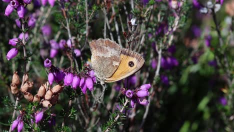 a gatekeeper butterfly, also known as a hedgebrown, pyronia tithonus, feeding on bell heather, erica cinerea. summer. uk