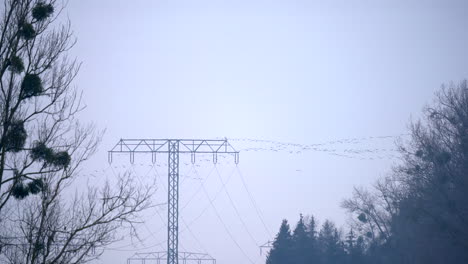 Geese-flying-in-formation-over-electricity-pylons-nature-reserve,-cloudy-day