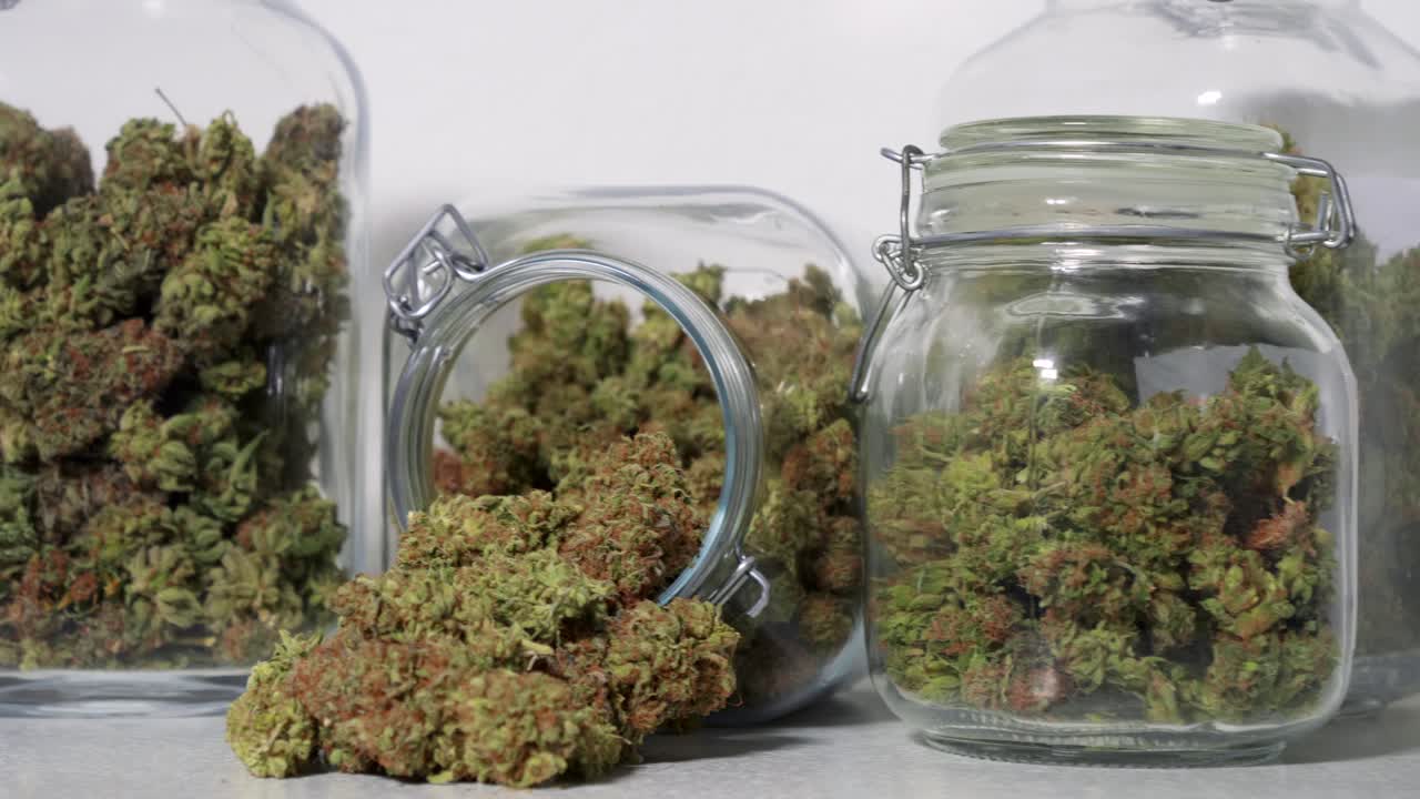 Dolly-shot af høstede cannabisblomster i krukker foran en hvid baggrund