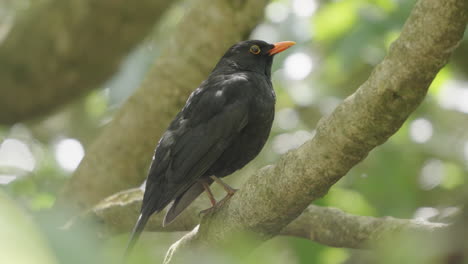 blackbird male bird perching on the tree in the forest - close up